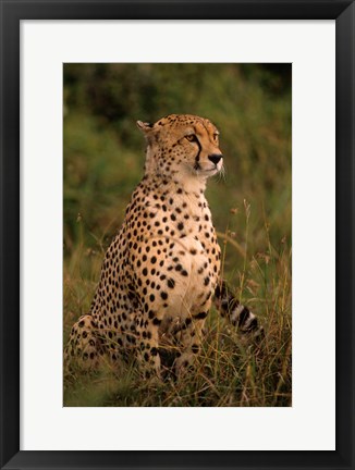 Framed Kenya: Masai Mara, head of mating cheetah Print