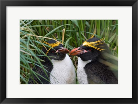 Framed Macaroni Penguin, Cooper Baby, Antarctica Print