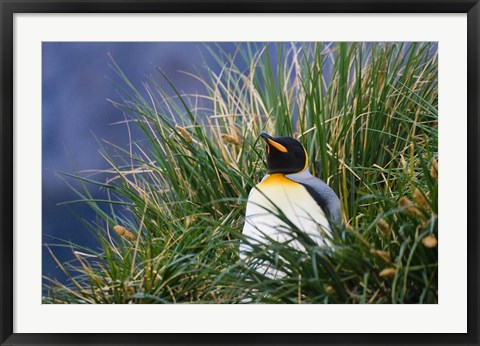 Framed Close up of King Penguin, Antarctica Print
