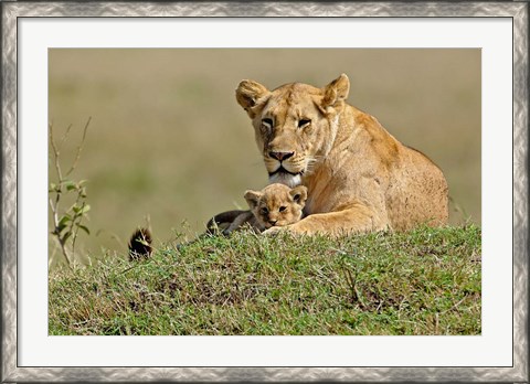 Framed Lioness and cub, Masai Mara Game Reserve, Kenya Print