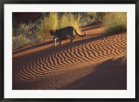 Framed Leopard on sand dunes, Namib-Naukluft Park, Namibia Print