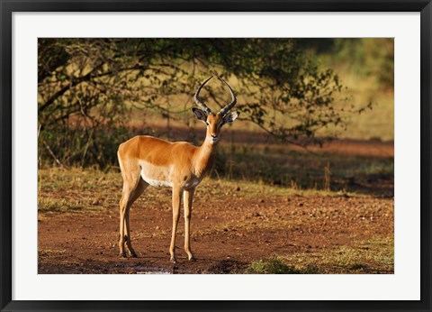 Framed Impala, Maasai Mara Wildlife Reserve, Kenya Print