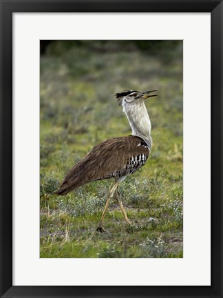 Framed Kori Bustard, Ardeotis kori, Etosha NP, Namibia, Africa. Print