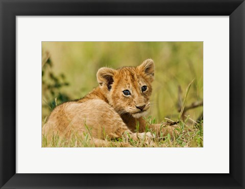 Framed Lion cub in the bush, Maasai Mara Wildlife Reserve, Kenya Print