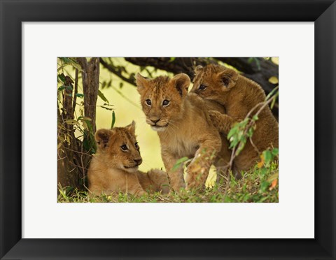 Framed Lion cubs in the bush, Maasai Mara Wildlife Reserve, Kenya Print
