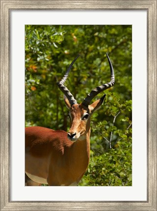 Framed Male Impala, Hwange National Park, Zimbabwe, Africa Print