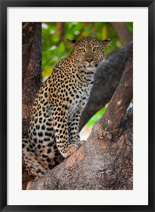Framed Leopard, Botswana Print
