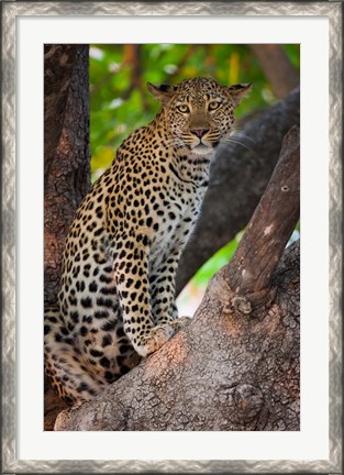 Framed Leopard, Botswana Print
