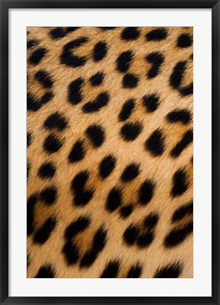 Framed Leopard, Okavango Delta, Botswana Print