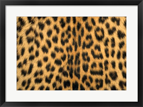 Framed Leopard, Masai Mara Reserve, Kenya Print