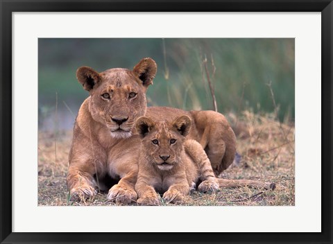 Framed Lions, Okavango Delta, Botswana Print