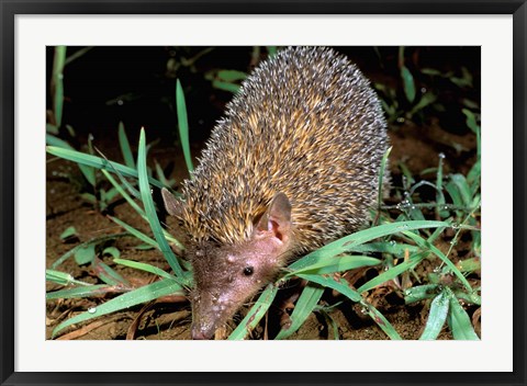 Framed Madagascar, Ankarana, Greater Hedgehog tenrec wildlife Print