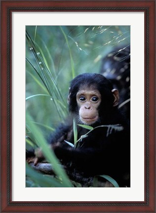 Framed Infant Chimpanzee, Tanzania Print