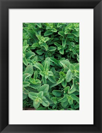 Framed Mint Leaves for Brewing Traditional Tea, Morocco Print