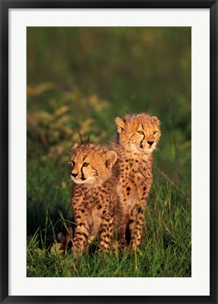 Framed Cheetah cubs, Kenya Print