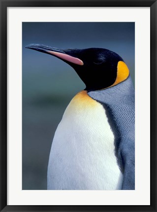 Framed King Penguin, South Georgia Island, Antarctica Print