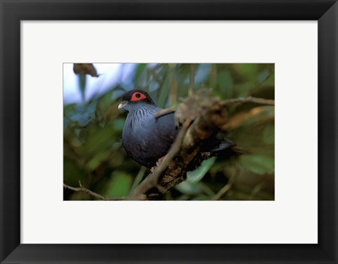Framed Madagascar, Ranamafana, blue pigeon, bird Print