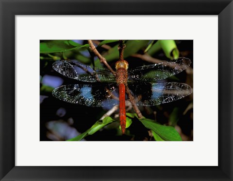 Framed Madagascar, Ankarana Reserve, Malagasy Dragonfly insect Print