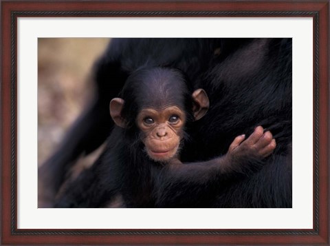 Framed Infant Chimpanzee, Gombe National Park, Tanzania Print