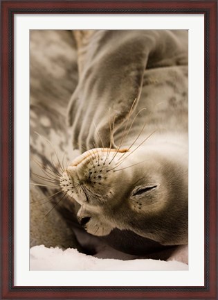 Framed Jougla, Pt., Antarctica. Sleepy Weddell seal. Print