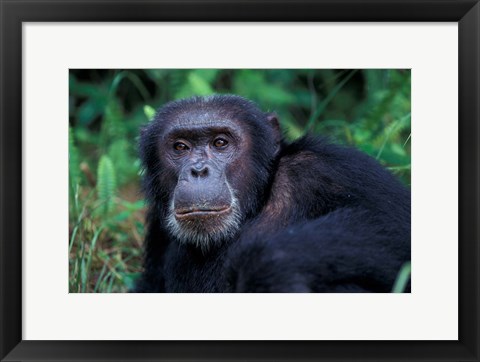 Framed Male Chimpanzee Relaxing, Gombe National Park, Tanzania Print
