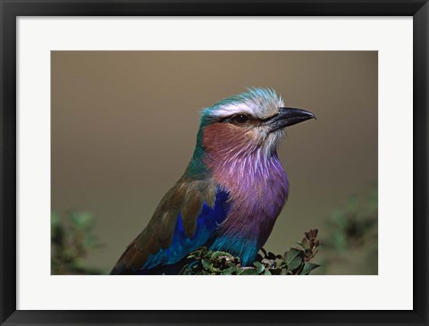 Framed Kenya, Masai Mara, Lilac-breasted Roller bird Print