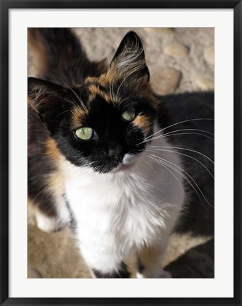 Framed Local Cat, Morocco Print