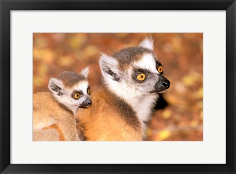 Framed Madagascar, Berenty Reserve, Ring-tailed lemur primates Print
