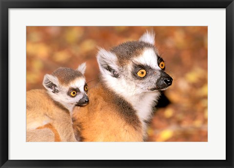 Framed Madagascar, Berenty Reserve, Ring-tailed lemur primates Print