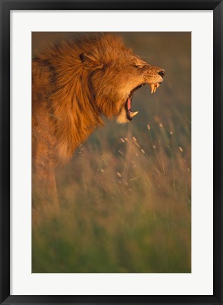 Framed Kenya, Masai Mara Game Reserve, Lion, grass, savana Print