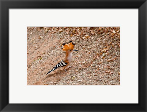Framed Madagascar. Madagascar Hoopoe, endemic bird Print