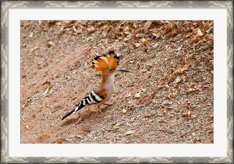Framed Madagascar. Madagascar Hoopoe, endemic bird Print