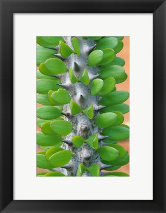 Framed Madagascar, Dry Spiny Forest, cactus, succulent Print