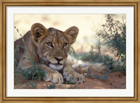 Framed Lion Cub Rests During Heat of Day, Auob River, Kalahari-Gemsbok National Park, South Africa Print