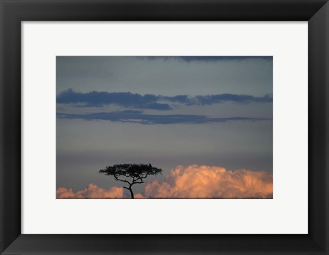 Framed Lone Acacia Tree, Masai Mara Game Reserve, Kenya Print