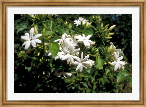 Framed Jasmine Flowers in Bloom, Madagascar Print