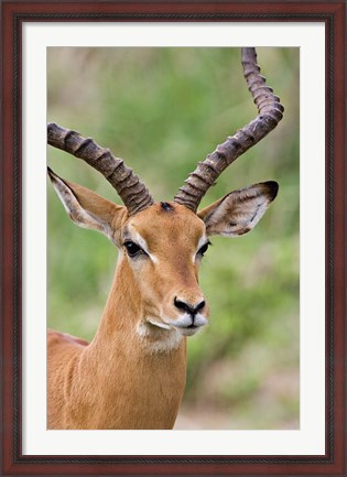 Framed Male Impala, Tanzania Print