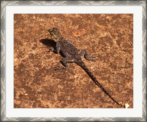 Framed Malawi; Zomba; Brown lizard, Zomba Mountain Lodge Print