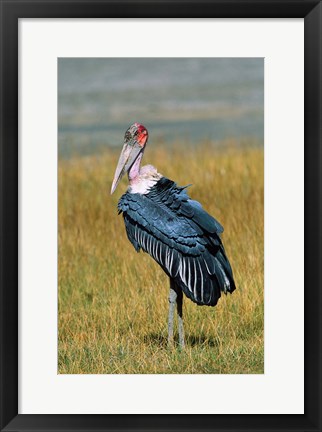 Framed Marabou Stork, Kenya Print