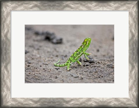 Framed Jackson&#39;s Chameleon lizard, Maasai Mara Kenya Print