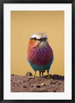 Framed Lilac-breasted Roller bird, Maasai Mara, Kenya Print