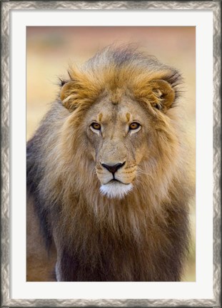 Framed Male Lion at Africat Project, Namibia Print