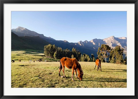 Framed Horse herd grazing, Arkwasiye, Highlands of Ethiopia Print