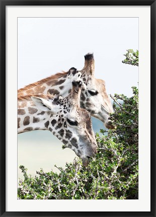 Framed Maasai Giraffe, Maasai Mara Game Reserve, Kenya Print