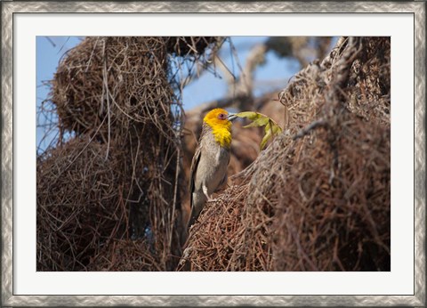 Framed Madagascar, Ifaty, Sakalava Weaver bird Print