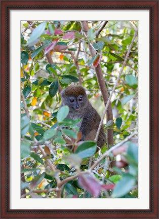 Framed Madagascar, Perinet, Eastern Grey Bamboo Lemur Print