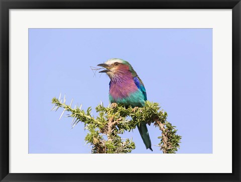 Framed Lilac-breasted Roller with a walking stick insect, Serengeti, Tanzania Print