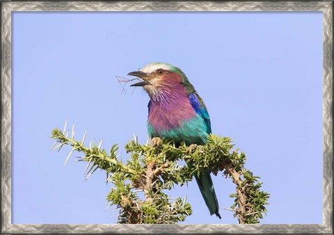 Framed Lilac-breasted Roller with a walking stick insect, Serengeti, Tanzania Print