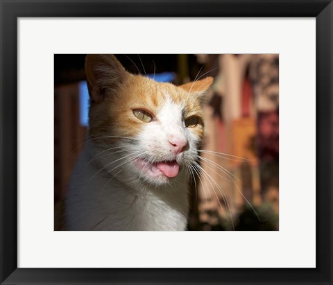 Framed Male, Orange Tabby Cat, Morocco Print