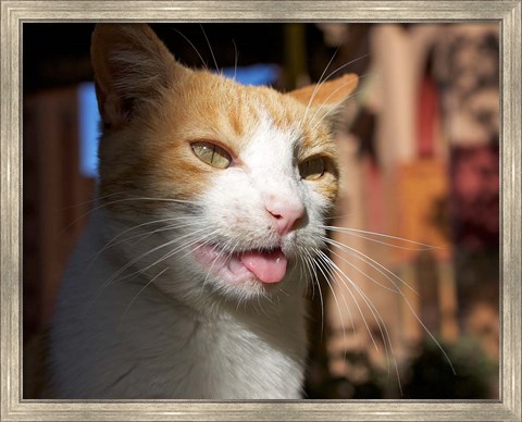 Framed Male, Orange Tabby Cat, Morocco Print